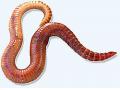 Redwiggler.jpg